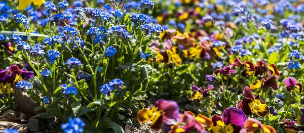 Миксбордер - это всегда цветочная живопись, главное - верно подобрать растения по росту - Sputnik Беларусь