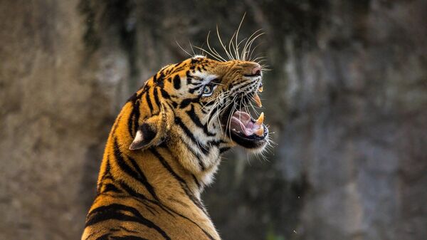 Тигр, архивное фото - Sputnik Беларусь