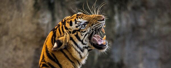 Тигр, архивное фото Тигр, архивное фото - Sputnik Беларусь