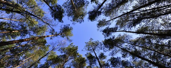 Лес, архивное фото Лес, архивное фото - Sputnik Беларусь