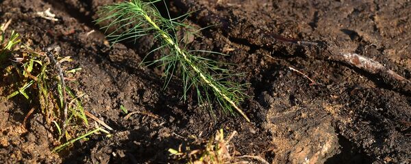 Посадка леса - Sputnik Беларусь