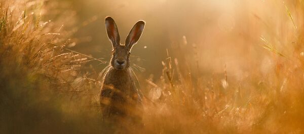 Снимок, победивший в конкурсе GDT Nature Photographer of the Year 2020 - Sputnik Беларусь