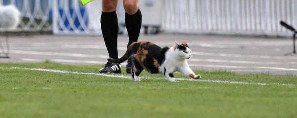 Кошка на футбольном поле - Sputnik Беларусь