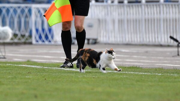 Кошка на футбольном поле - Sputnik Беларусь
