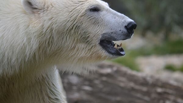 Белый медведь, архивное фото - Sputnik Беларусь