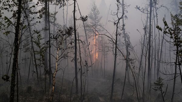 Лесной пожар, архивное фото - Sputnik Беларусь