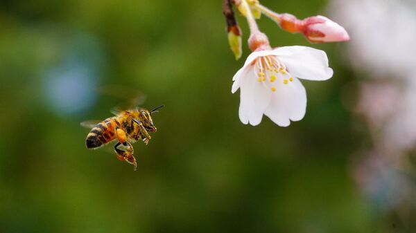 Пчела летит на цветок вишни - Sputnik Беларусь