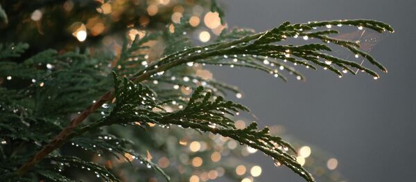 Туя западная, архивное фото - Sputnik Беларусь