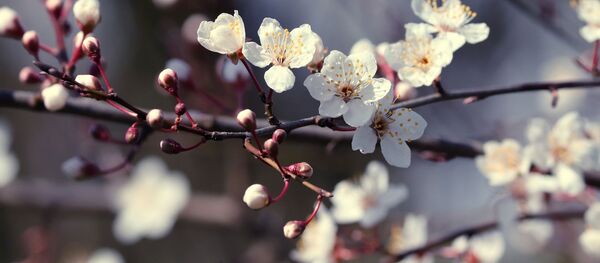 Цветки вишни - Sputnik Беларусь