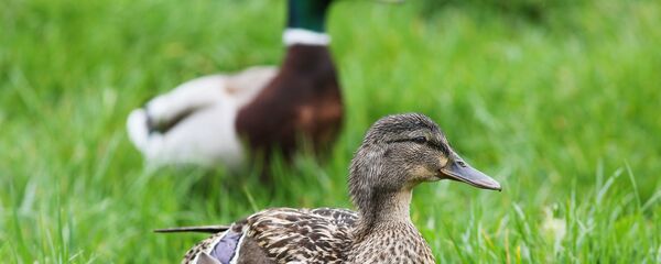 Дикие утки, архивное фото - Sputnik Беларусь