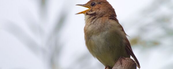 Соловей - Sputnik Беларусь