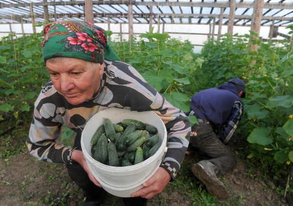 Выращивание огурцов в Ольшанах Столинского района - Sputnik Беларусь
