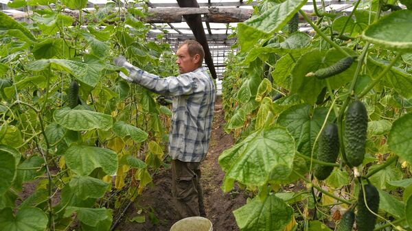 Выращивание огурцов в Ольшанах Столинского района - Sputnik Беларусь