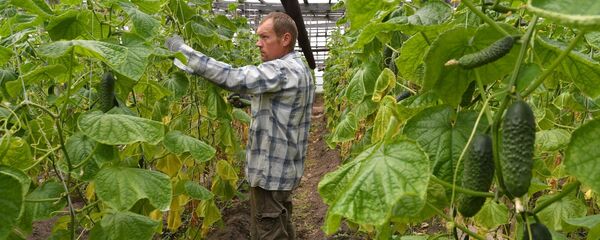 Выращивание огурцов в Ольшанах Столинского района - Sputnik Беларусь