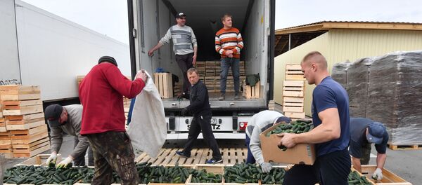 Выращивание огурцов в Ольшанах Столинского района - Sputnik Беларусь