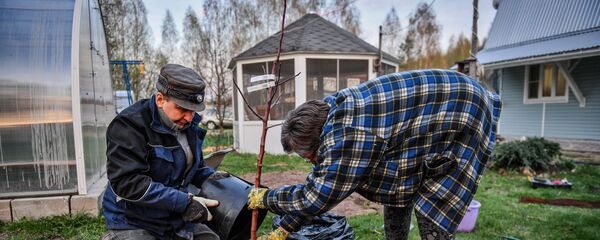 Садоводы сажают дерево на дачном участке Садоводы сажают дерево на дачном участке - Sputnik Беларусь