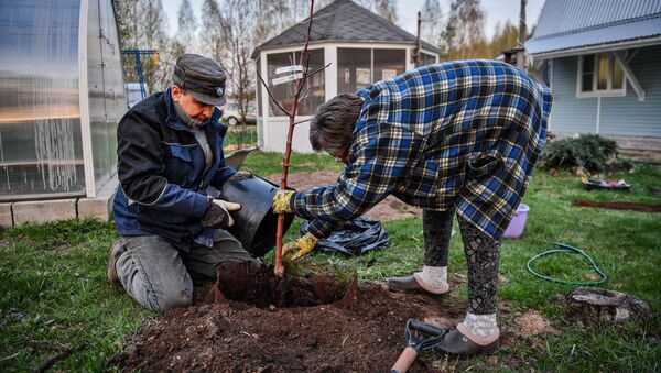 Садоводы сажают дерево на дачном участке - Sputnik Беларусь