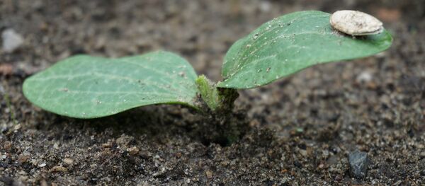 Сеянец кабачка, архивное фото - Sputnik Беларусь