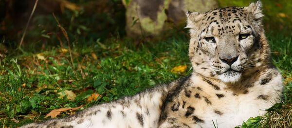 Барс, архивное фото - Sputnik Беларусь