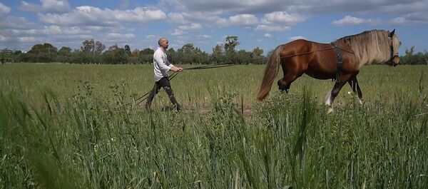 Этот фермер спас лошадь от скотобойни, и теперь его паста самая экологичная - Sputnik Беларусь
