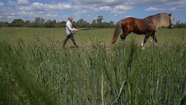 Этот фермер спас лошадь от скотобойни, и теперь его паста самая экологичная - Sputnik Беларусь