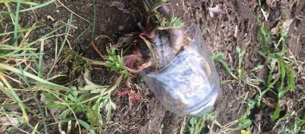 Мужчина и ребенок умерли от отравления цикутой - Sputnik Беларусь