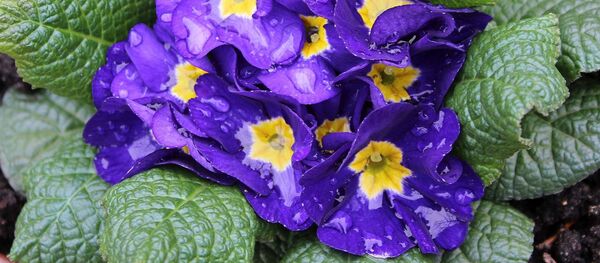 Примула под дождем Примула под дождем - Sputnik Беларусь