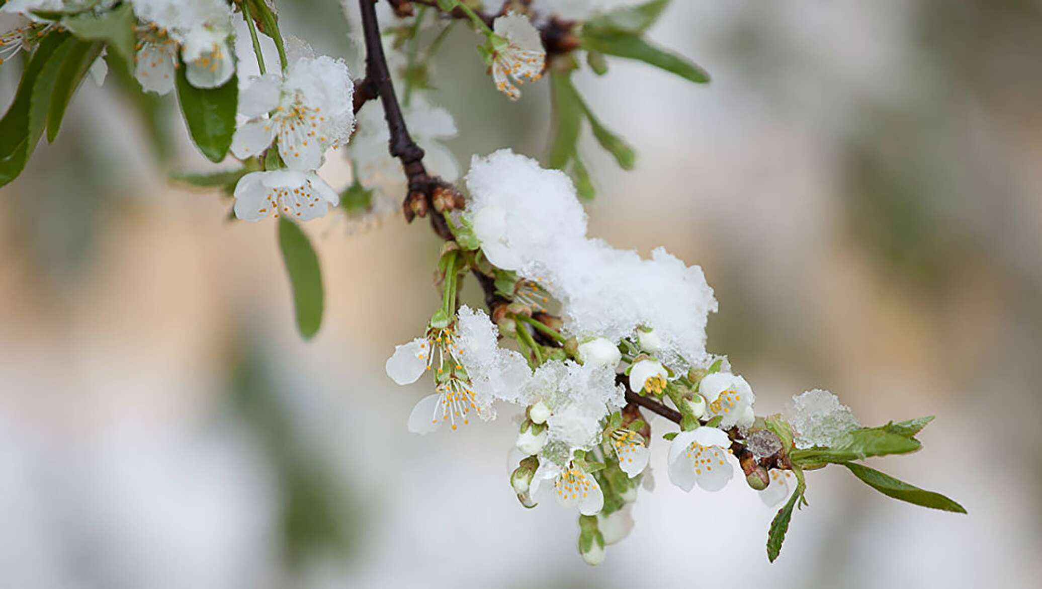 Яблоневый цвет выпал снег