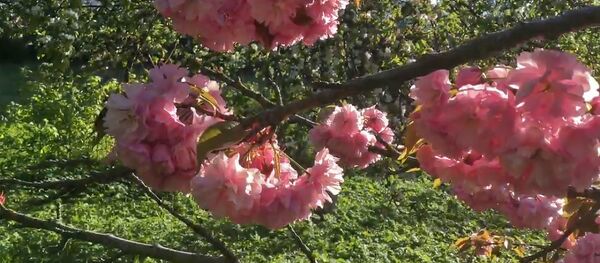 Сакура зацвела в Минске - Sputnik Беларусь