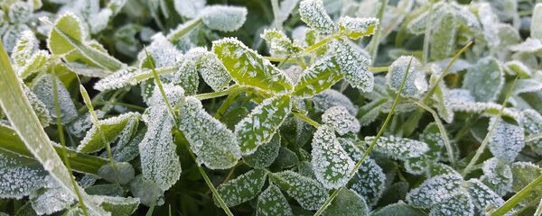 Иней на траве - Sputnik Беларусь