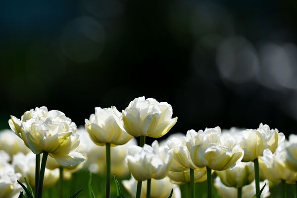 Махровые тюльпаны всех цветов напоминают пушистые пионы и составляют чудесные цветочные композиции. - Sputnik Беларусь