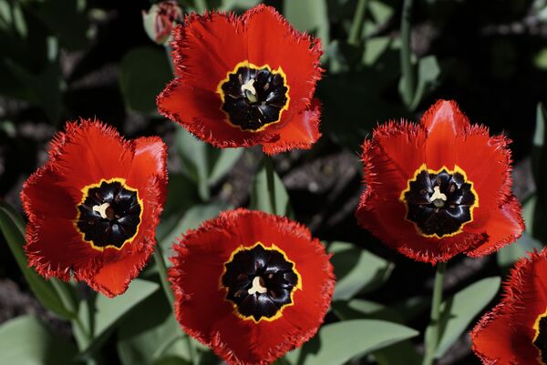 Сегодня непрерывно обновляемый мировой фонд коммерчески культивируемых тюльпанов насчитывает около 1800 сортов и форм. - Sputnik Беларусь
