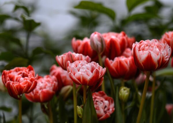 В конце XVI века тюльпаны появились в Голландии, породив настоящую тюльпаноманию. Многие промышленники бросали свое производство и брались за их разведение. В центре Амстердама до сих пор есть дом, купленный когда-то за три луковицы тюльпанов. - Sputnik Беларусь