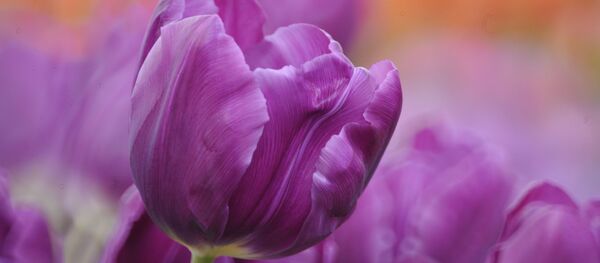 Тюльпаны Тюльпаны - Sputnik Беларусь