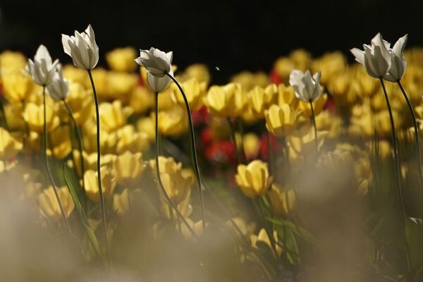 Лилиецветных тюльпанов немного, но они выглядят очень оригинально и свежо. - Sputnik Беларусь