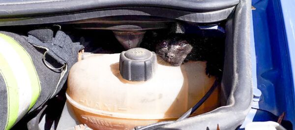 В Минске котята забрались под капот и застряли В Минске котята забрались под капот и застряли - Sputnik Беларусь