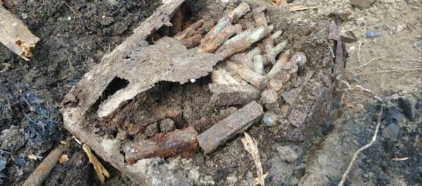 После лесного пожара в Жлобинском районе обнаружен арсенал времен войны - Sputnik Беларусь