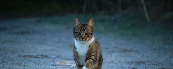 Кот бежит по траве - Sputnik Беларусь