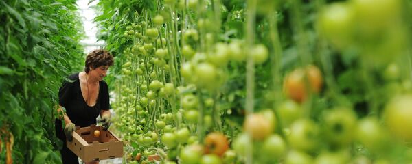 Помидоры в теплицах, архивное фото - Sputnik Беларусь