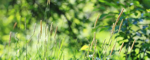 Луговая трава, архивное фото - Sputnik Беларусь