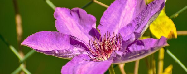 Клематис, архивное фото - Sputnik Беларусь