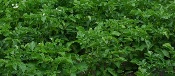 Картофельные кусты, архивное фото - Sputnik Беларусь