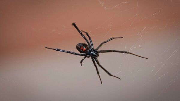 Черная вдова (паук), архивное фото - Sputnik Беларусь