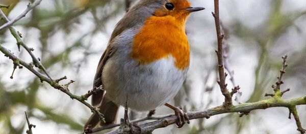 Зарянка - Sputnik Беларусь