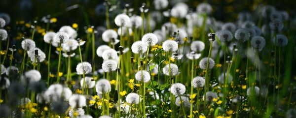 Одуванчики на одной из улиц - Sputnik Беларусь