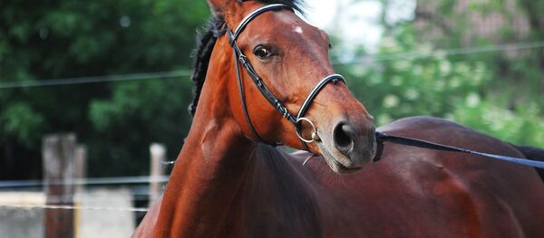Конь, архивное фото - Sputnik Беларусь