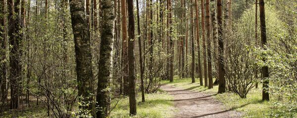 Деревья в лесу, архивное фото - Sputnik Беларусь