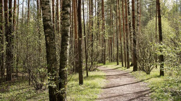 Деревья в лесу, архивное фото - Sputnik Беларусь