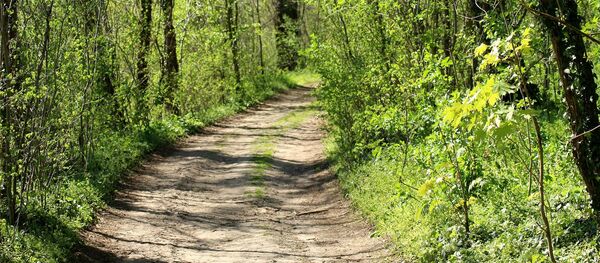 Дорога в лесу - Sputnik Беларусь