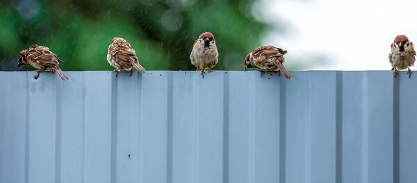 Воробьи на заборе под дождем, архивное фото - Sputnik Беларусь